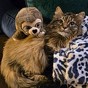 Serena joined the competition — help win amazing prizes! cat, tabby_cat, fluffy, plush_toy, sloth_toy, blanket, patterned_blanket, cozy, indoor, pet, animal, fur, relaxing, cute, soft, resting, closeup, companion, adorable, living_room