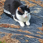 Milkyway a rejoint le concours — aidez-le/la à gagner de superbes lots ! cat, black_and_white, outdoor, grass, dry_leaves, animal, resting, nature, tarp, peaceful, feline, close_eyes, fur, mammal, wildlife, sunlight, relaxing, ground, daylight, quiet