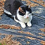 cat, black_and_white, outdoor, grass, dry_leaves, animal, resting, nature, tarp, peaceful, feline, close_eyes, fur, mammal, wildlife, sunlight, relaxing, ground, daylight, quiet