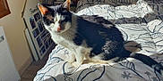 Milkyway participe au concours pour gagner de l'argent avec cette photo : cat, black_and_white, bed, blanket, sunlight, indoor, pet, feline, whiskers, tail, family_photos, comfort, relaxation, pattern, home, cozy, fur, animal, domestic, resting