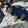 cat, black_and_white, bed, blanket, sunlight, indoor, pet, feline, whiskers, tail, family_photos, comfort, relaxation, pattern, home, cozy, fur, animal, domestic, resting