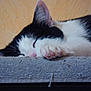 Milkyway participe au concours pour gagner de l'argent avec cette photo : cat, sleeping, black_and_white, paw, pink_pads, close_up, feline, resting, cozy, indoors, soft_texture, fur, whiskers, peaceful, animal, cute, pet, relaxing, calm, nap