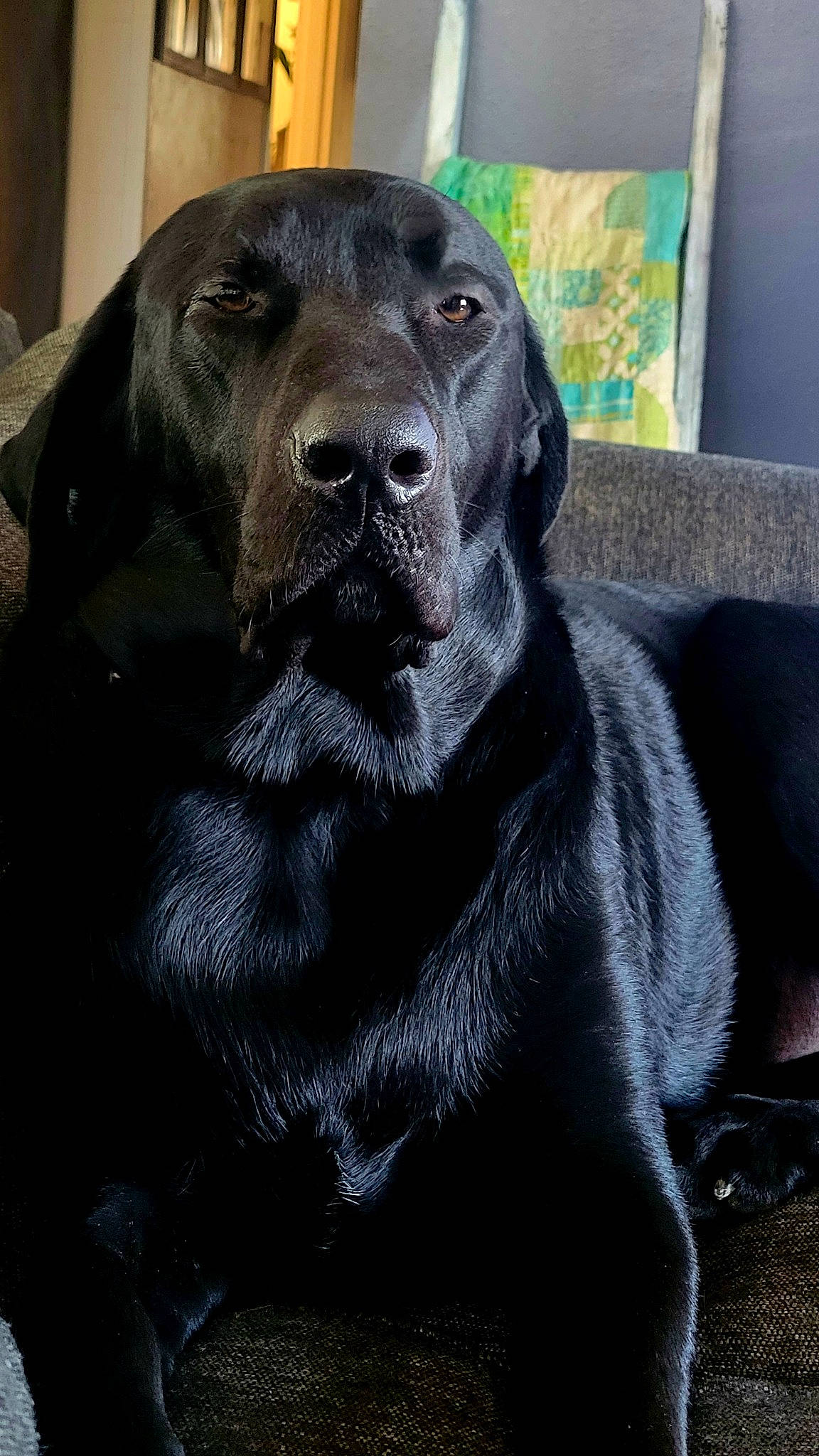 Leo joined the competition — help win amazing prizes! borador, canidae, carnivore, collar, companion_dog, dog, dog_breed, dog_collar, event, fur, grey, gun_dog, liver, pet_supply, retriever, snout, sporting_group, terrestrial_animal, whiskers, working_animal