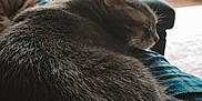 Jaycee is registered to the contest to win money with this photo: animal, calm, cat, cozy, curled_up, curtain, cushion, domestic, fur, furniture, gray_cat, home, indoor, pet, quiet, relaxation, resting, sleeping, soft, window