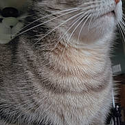 Jaycee is registered to the contest to win money with this photo: animal, background_blur, cat, close_up, cute, domestic_cat, feline, fluffy, fur, gray, green_eyes, indoor, looking_away, paws, pet, portrait, sitting, soft_texture, tabby, whiskers
