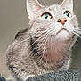 Jaycee joined the competition — help win amazing prizes! alert, animal, cat, close_up, curious, cute, domestic_cat, feline, fur, gray_tabby, green_eyes, indoor, looking_up, mammal, perched, pet, portrait, soft_lighting, texture, whiskers