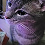 Jaycee is registered to the contest to win money with this photo: animal, cat, close_up, companion, cute, domestic_animal, ears, eyes, face, feline, focus, fur, gray_tabby, indoor, mammal, nature, pet, portrait, soft_light, whiskers