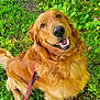 Red is registered to the contest to win money with this photo: animal, canine, closeup, daylight, dog, friendly, fur, golden_retriever, grass, greenery, happy, leafy_bush, leash, nature, outdoor, pet, playful, sitting, smiling, sunlight