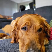 Red is registered to the contest to win money with this photo: animal, canine, close_up, companion, couch, cute, dog, domestic_animal, face, fur, golden_retriever, indoor, living_room, nose, pet, portrait, relaxed, resting, sleepy, whiskers
