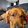 animal, canine, close_up, companion, couch, cute, dog, domestic_animal, face, fur, golden_retriever, indoor, living_room, nose, pet, portrait, relaxed, resting, sleepy, whiskers