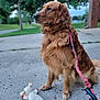 Red is registered to the contest to win money with this photo: animal, calm, canine, concrete, daylight, dog, fur, golden_retriever, greenery, leash, nature, outdoor, park, pet, pet_accessory, plush_toy, sidewalk, sitting, toy, tree