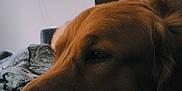 Red is registered to the contest to win money with this photo: animal, blanket, clock, close_up, comfort, couch, cozy, dog, domestic, fur, golden_retriever, homedecor, indoor, pet, portrait, quiet, relaxation, resting, sleepy, wall