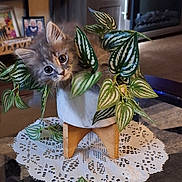 Missy is registered to the contest to win money with this photo: kitten, cat, plant, potted_plant, leaves, table, living_room, decor, furniture, curious, cute, fluffy, indoor, wooden_stand, lace_doily, greenery, pet, eyes, closeup, cozy