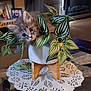 kitten, cat, plant, potted_plant, leaves, table, living_room, decor, furniture, curious, cute, fluffy, indoor, wooden_stand, lace_doily, greenery, pet, eyes, closeup, cozy