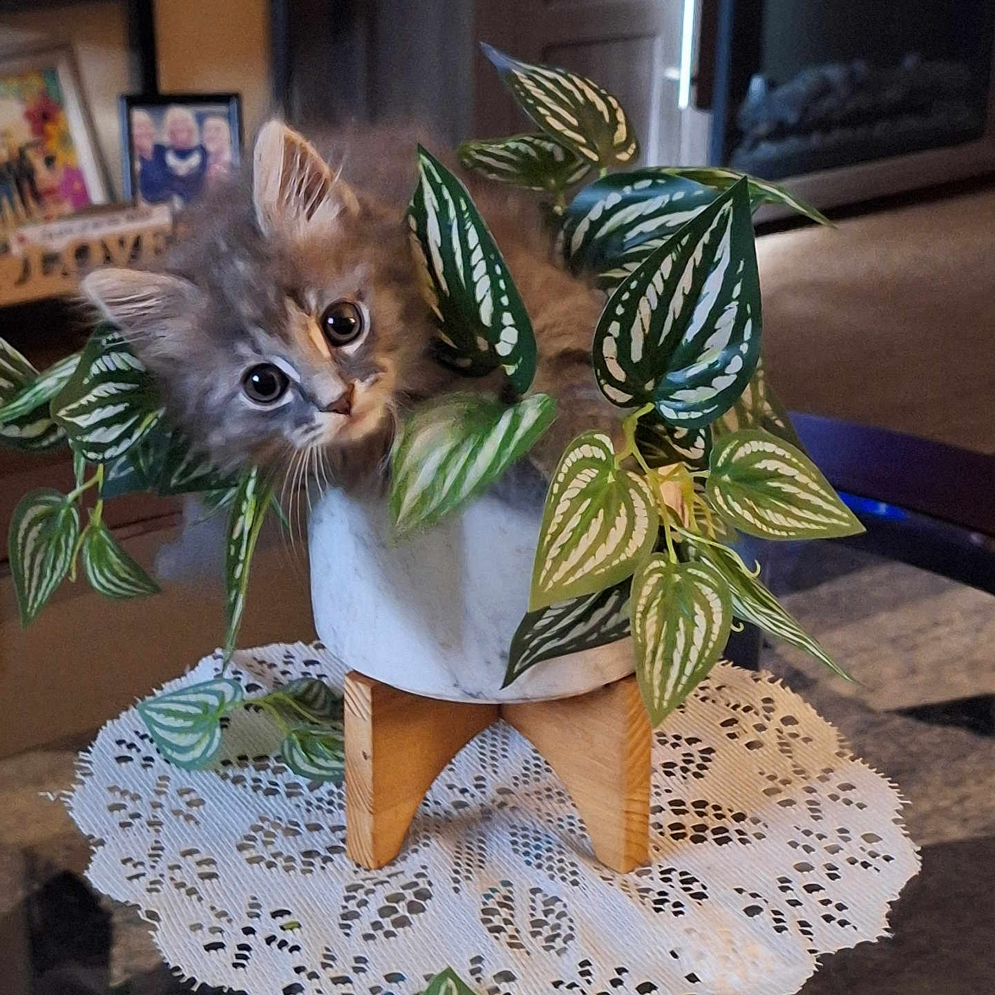 Missy is registered to the contest to win money with this photo: cat, closeup, cozy, curious, cute, decor, eyes, fluffy, furniture, greenery, indoor, kitten, lace_doily, leaves, living_room, pet, plant, potted_plant, table, wooden_stand