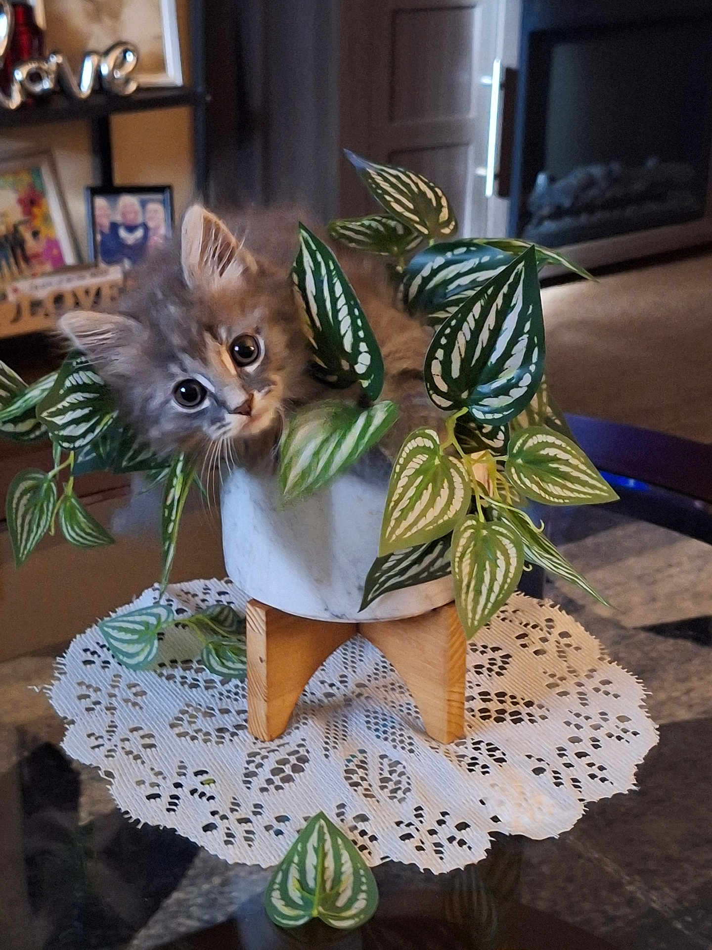 Missy is registered to the contest to win money with this photo: kitten, cat, plant, potted_plant, leaves, table, living_room, decor, furniture, curious, cute, fluffy, indoor, wooden_stand, lace_doily, greenery, pet, eyes, closeup, cozy