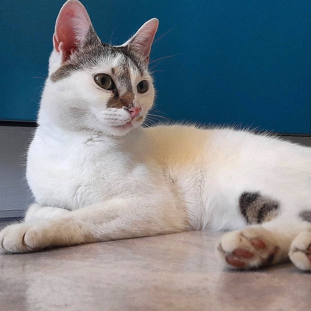 Souchi participe au concours pour gagner de l'argent avec cette photo : carnivore, cat, comfort, domestic_short_haired_cat, eye, felidae, foot, fur, paint, paw, sitting, small_to_medium_sized_cats, snout, tail, terrestrial_animal, whiskers