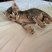 Panther is registered to the contest to win money with this photo: adorable, animal, bed, cat, closeup, curious, cute, ears, feline, fur, indoor, kitten, lying_down, paws, pet, small, striped, whiskers, white_sheet, young