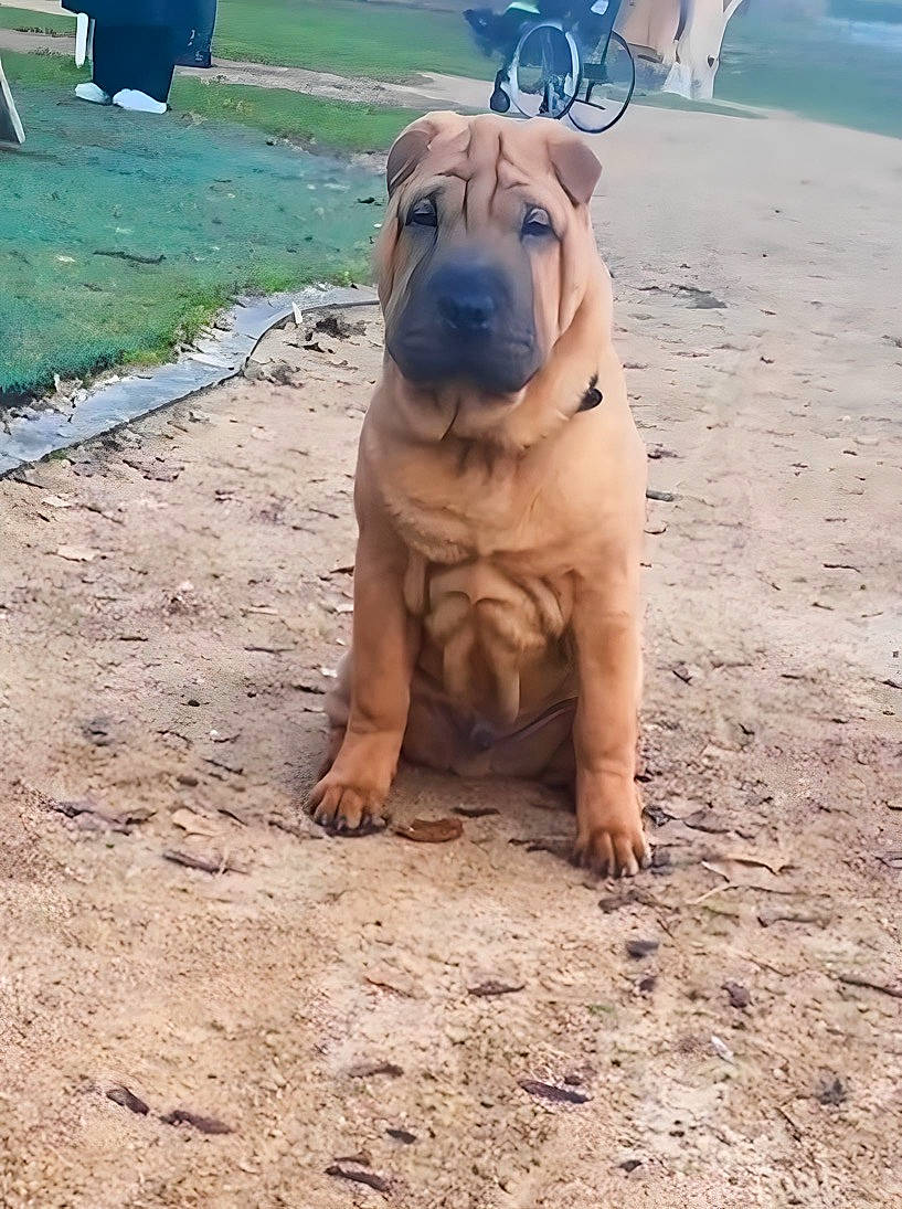 Rambo a rejoint le concours — aidez-le/la à gagner de superbes lots ! bulldog, canidae, carnivore, companion_dog, dog, dog_breed, electric_blue, fawn, landscape, molosser, ori_pei, sand, shar_pei, snout, soil, toy_dog, water, working_animal, working_dog, wrinkle