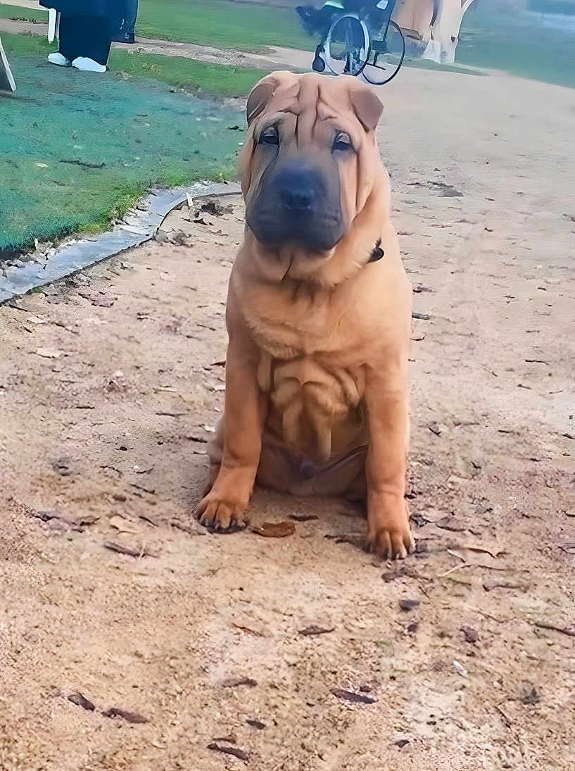 Rambo