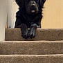 animal, black_dog, calm, canine, carpet, dog, domestic, door, ears, fur, home, indoor, looking, paws, pet, portrait, quiet, resting, stairs, wall