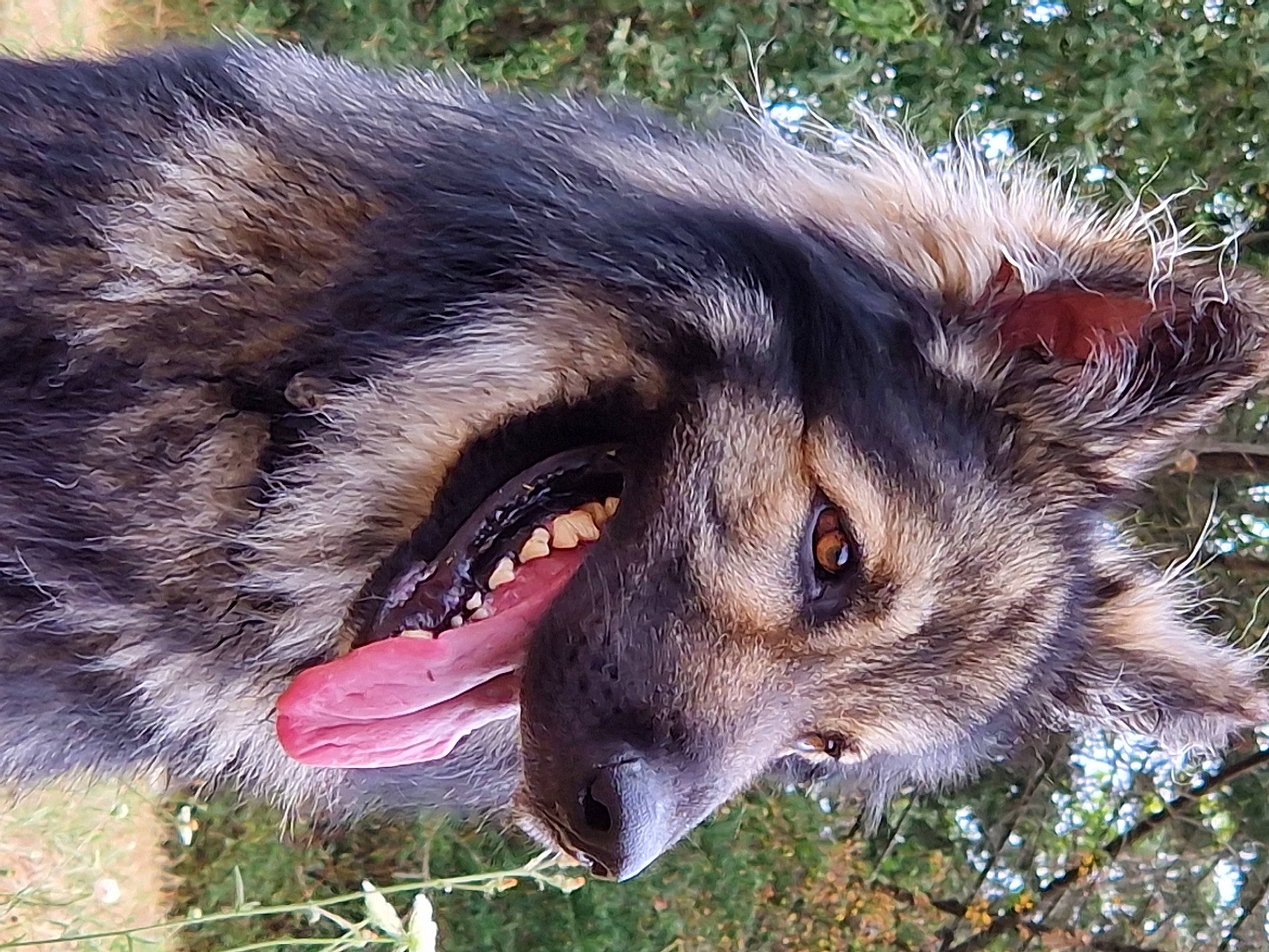 Osko a rejoint le concours — aidez-le/la à gagner de superbes lots ! canidae, canis, carnivore, dog, dog_breed, east_european_shepherd, eye, fang, fur, grass, king_shepherd, old_german_shepherd_dog, snout, sporting_group, terrestrial_animal, whiskers, wildlife, wolf, working_animal, working_dog