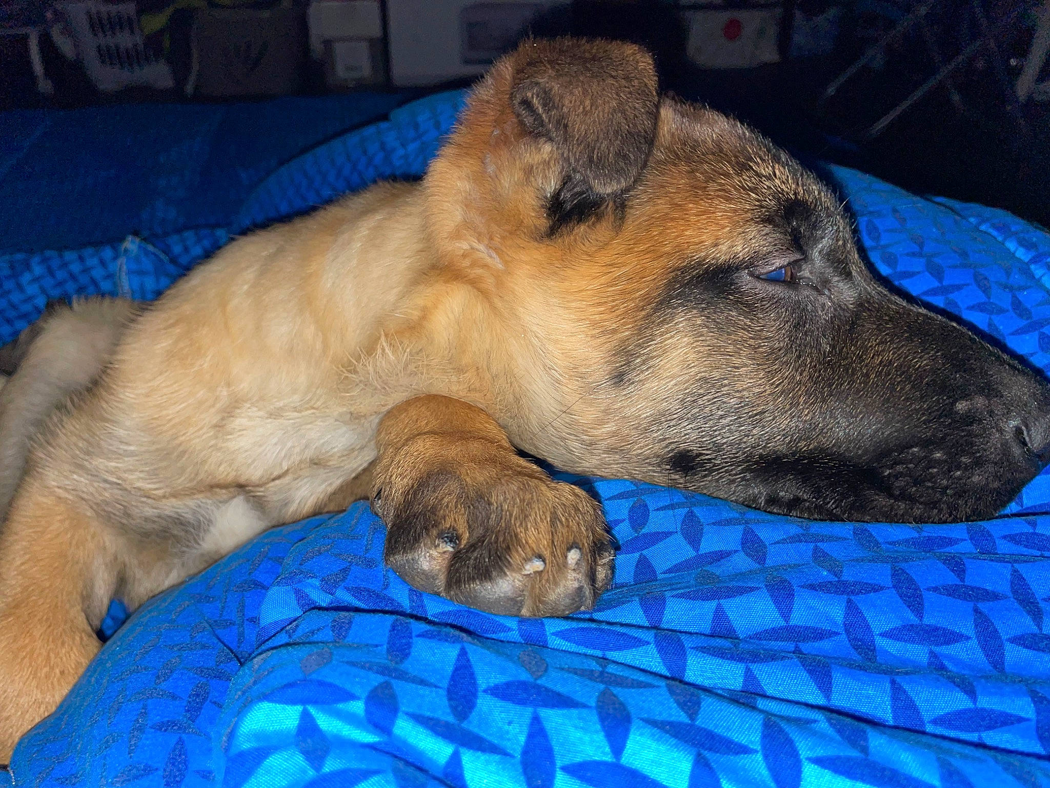 Texas participe au concours pour gagner de l'argent avec cette photo : blue, canidae, carnivore, claw, companion_dog, dog, dog_breed, dog_supply, fawn, fur, nap, paw, sporting_group, terrestrial_animal, whiskers