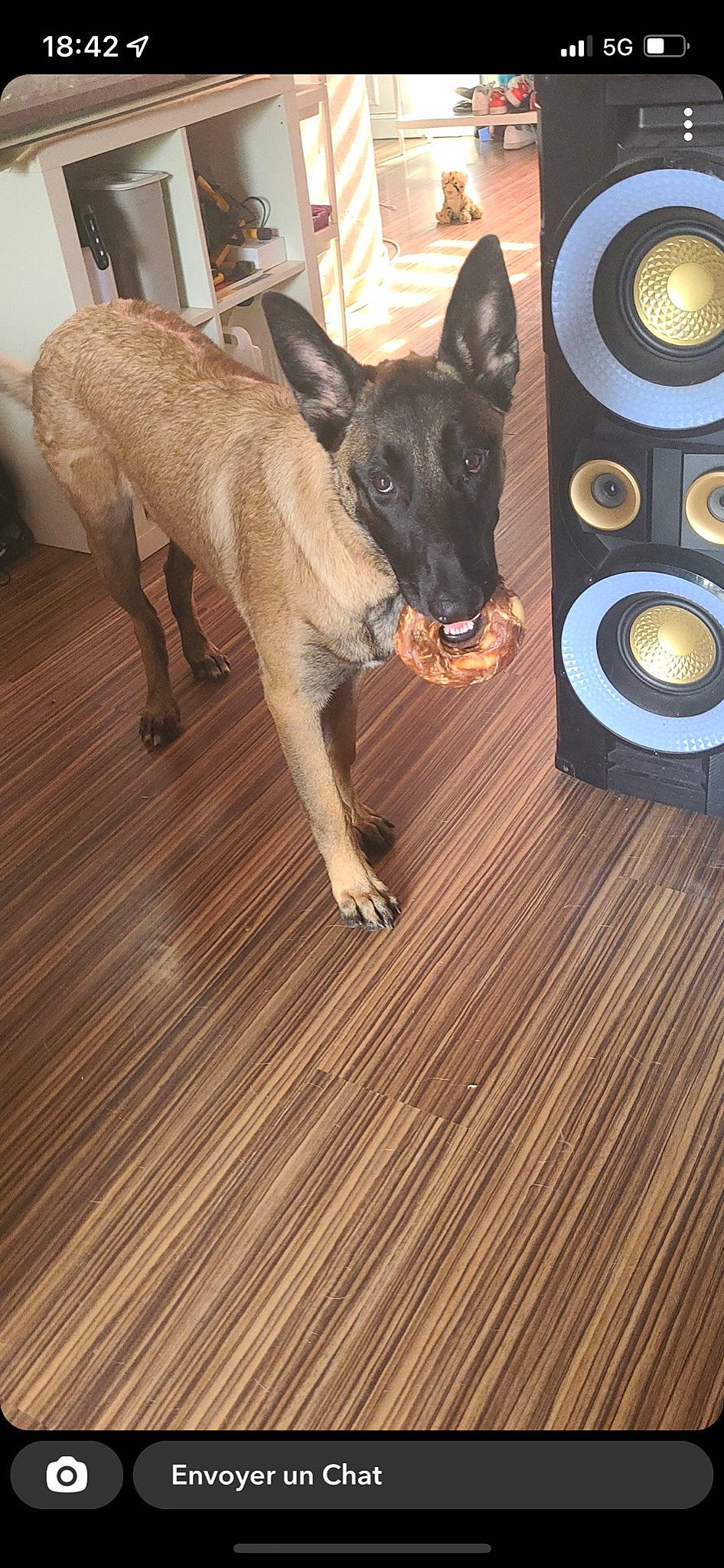 Texas a rejoint le concours — aidez-le/la à gagner de superbes lots ! audio_equipment, carnivore, companion_dog, dog, dog_breed, fawn, floor, flooring, hardwood, laminate_flooring, loudspeaker, plank, snout, studio_monitor, tail, varnish, wood, wood_flooring, wood_stain, working_animal