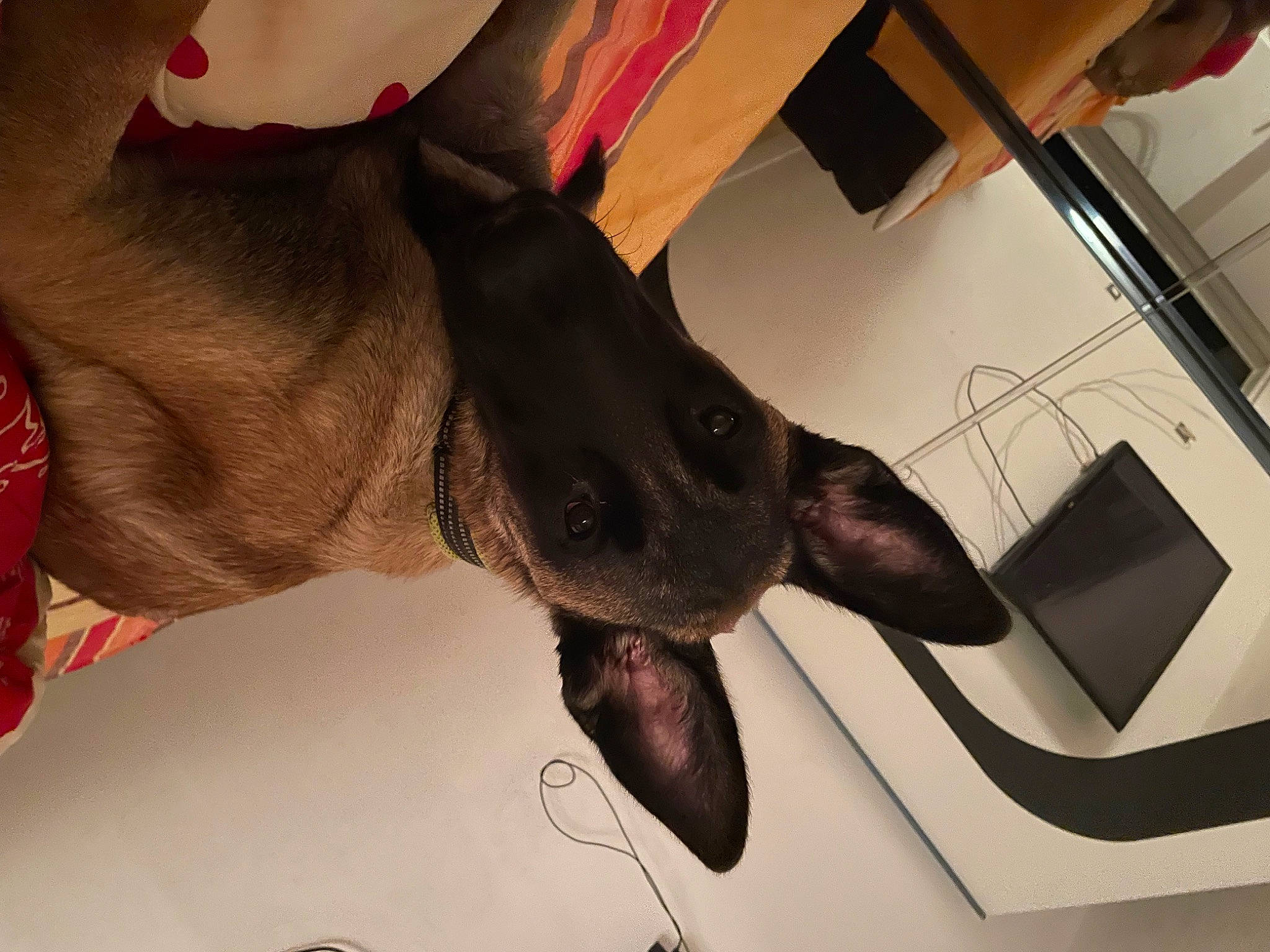 Texas a rejoint le concours — aidez-le/la à gagner de superbes lots ! canidae, carmine, carnivore, comfort, dog_breed, ear, eyelash, fawn, flesh, foot, fur, gesture, human_leg, jaw, liver, snout, sporting_group, terrestrial_animal, working_animal, wrinkle