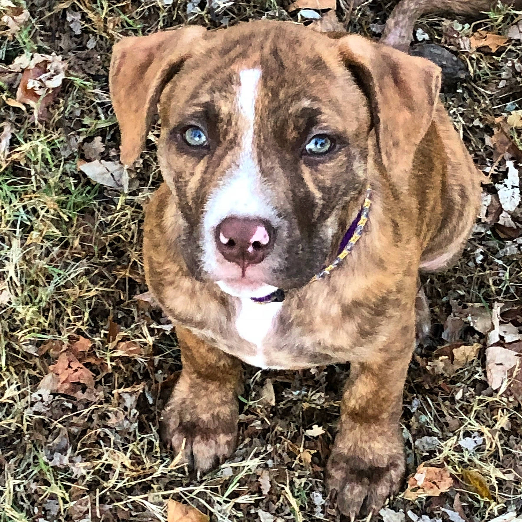 Denali joined the competition — help win amazing prizes! canidae, carnivore, companion_dog, dog, dog_breed, fawn, grass, hunting_dog, non_sporting_group, plant, snout, soil, sporting_group, terrestrial_animal, whiskers, working_animal, working_dog