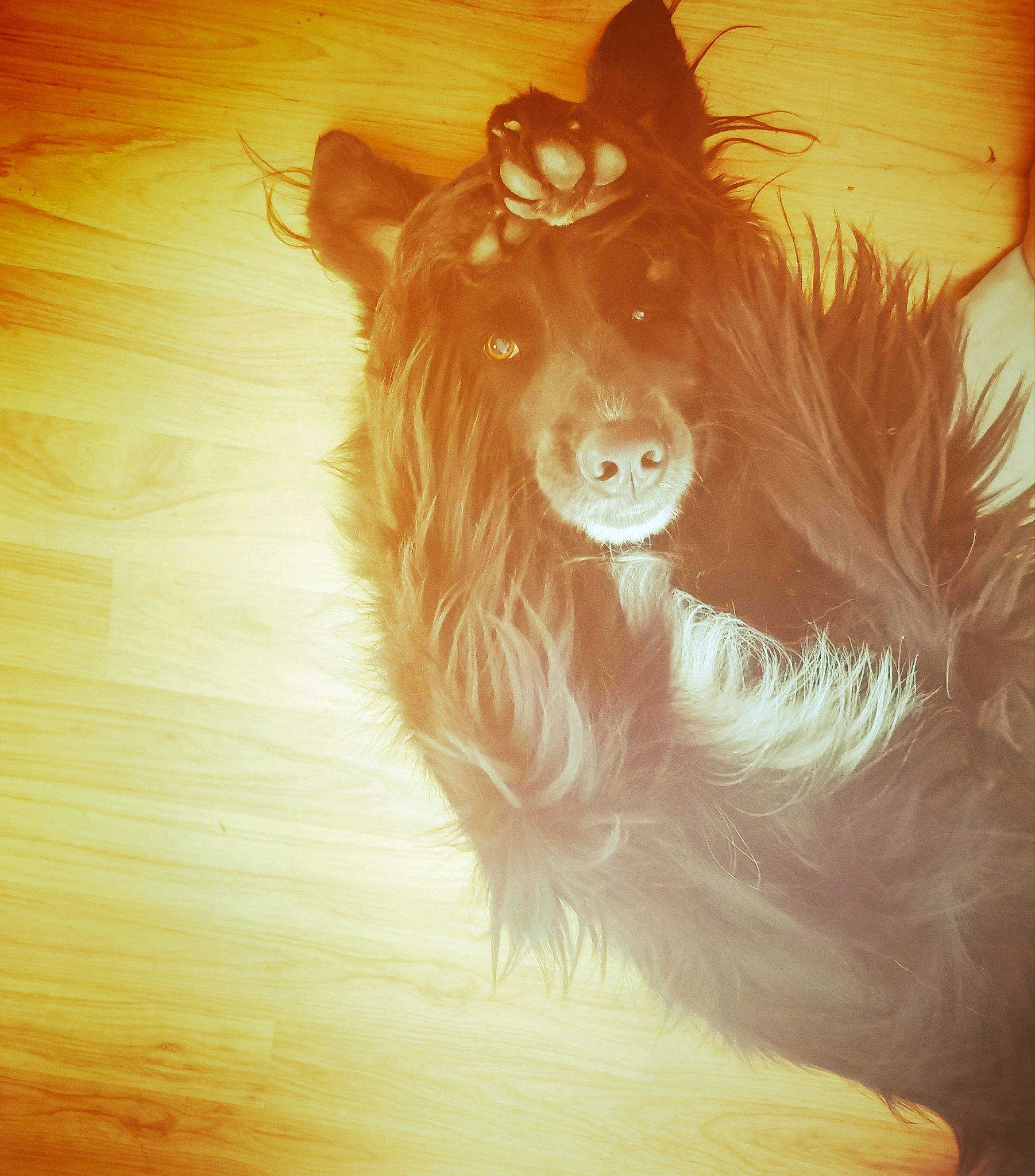 Leyko a rejoint le concours — aidez-le/la à gagner de superbes lots ! brown_hair, companion_dog, costume, dog_breed, eye, fashion_accessory, fawn, feather, flooring, fur, glasses, happy, hardwood, head, liver, snout, tail, whiskers, wood, working_animal