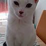 Joy a rejoint le concours — aidez-le/la à gagner de superbes lots ! abyssinian, angora, animal, cat, computer, electronics, hardwood, kitten, laptop, manx, pc, pet, siamese, text, white, wood
