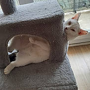 Joy participe au concours pour gagner de l'argent avec cette photo : abyssinian, angora, animal, armchair, cat, chair, couch, furniture, hardwood, homedecor, indoors, kitten, linen, manx, pet, plywood, siamese, window, windowsill, wood