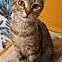 animal, cat, closeup, curious, cute, domestic, ears, eyes, face, feline, furry, indoor, kitten, mammal, pet, sitting, striped, tabby, whiskers, young