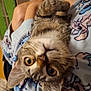 animal_print, blanket, cat, closeup, comfort, cozy, cute, face, feline, happy, holding, home, indoor, kitten, person, pet, smiling, tabby, warm, young_cat