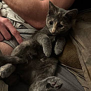 Nami participe au concours pour gagner de l'argent avec cette photo : kitten, cat, gray_cat, pet, animal, furry, lap, human_arm, hand, relaxing, indoors, cozy, couch, person, fur, cute, paw, resting, closeup, companion