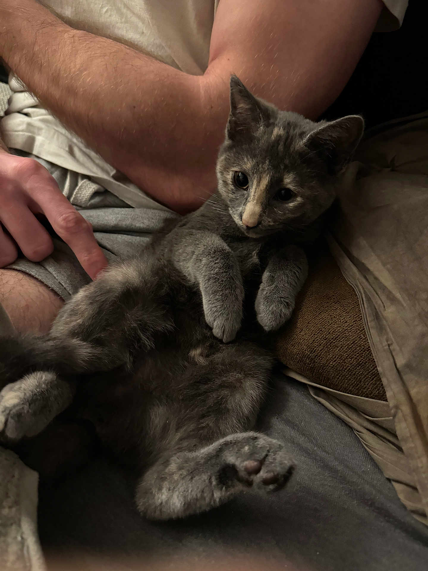 Nami participe au concours pour gagner de l'argent avec cette photo : kitten, cat, gray_cat, pet, animal, furry, lap, human_arm, hand, relaxing, indoors, cozy, couch, person, fur, cute, paw, resting, closeup, companion