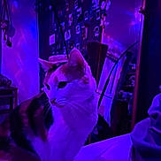 Mindy a rejoint le concours — aidez-le/la à gagner de superbes lots ! cat, calico, indoor, purple_lighting, blue_lighting, wall_photos, furniture, bed, mirror, decor, whiskers, pet, animal, cozy, soft_light, portrait, sitting, room, calm, feline