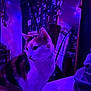 cat, calico, indoor, purple_lighting, blue_lighting, wall_photos, furniture, bed, mirror, decor, whiskers, pet, animal, cozy, soft_light, portrait, sitting, room, calm, feline
