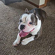 T-Rex is registered to the contest to win money with this photo: bulldog, dog, carpet, indoor, pet, animal, tongue_out, happy, canine, fur, ears, paw, floor, cabinet, wall, corner, domestic, resting, laying_down, tongue