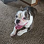 bulldog, dog, carpet, indoor, pet, animal, tongue_out, happy, canine, fur, ears, paw, floor, cabinet, wall, corner, domestic, resting, laying_down, tongue