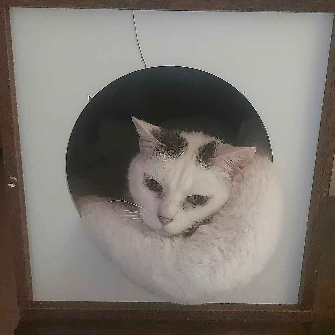 Marlie participe au concours pour gagner de l'argent avec cette photo : cat, cat_face, cat_tree, circular_hole, cozy, cubby, curious, ears, feline, fur, indoor, pet, plush_bed, portrait, resting, scratching_post, sleepy, whiskers, white_cat, wooden_frame