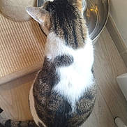 Mogwaï a rejoint le concours — aidez-le/la à gagner de superbes lots ! cat, tabby_cat, white_fur, pet, food_bowl, water_fountain, kibble, scratching_post, carpet, tiled_floor, ears, tail, back_view, indoor, domestic, bowl, furniture_leg, wood_floor, sitting, feeding