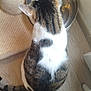 cat, tabby_cat, white_fur, pet, food_bowl, water_fountain, kibble, scratching_post, carpet, tiled_floor, ears, tail, back_view, indoor, domestic, bowl, furniture_leg, wood_floor, sitting, feeding