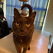Coco is registered to the contest to win money with this photo: animal_portrait, cat, close_up, curious, curtains, domestic_animal, feline, fruit_basket, fur, golden_eyes, gray_cat, household, indoor, kitchen, looking_at_camera, pet, table, tail, whiskers, window