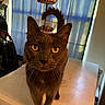 animal_portrait, cat, close_up, curious, curtains, domestic_animal, feline, fruit_basket, fur, golden_eyes, gray_cat, household, indoor, kitchen, looking_at_camera, pet, table, tail, whiskers, window