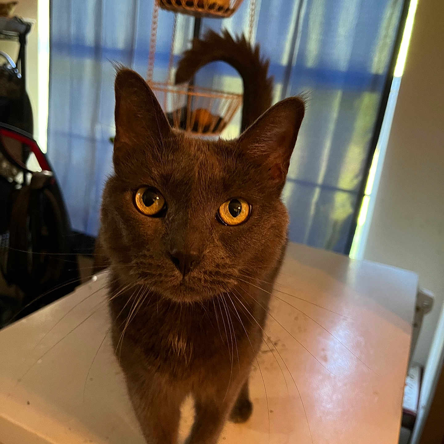 Coco