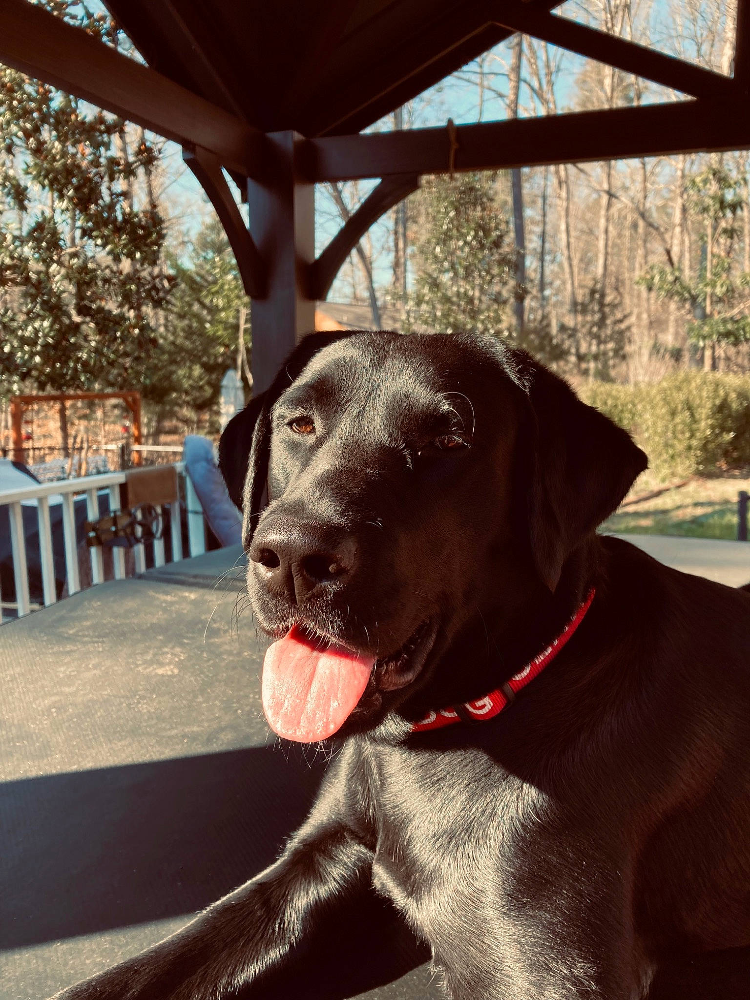 Lady Rose joined the competition — help win amazing prizes! canidae, carnivore, chair, collar, companion_dog, dog, dog_breed, dog_collar, fashion_accessory, fawn, liver, pet_supply, plant, retriever, shade, snout, sporting_group, tints_and_shades, tree, working_animal