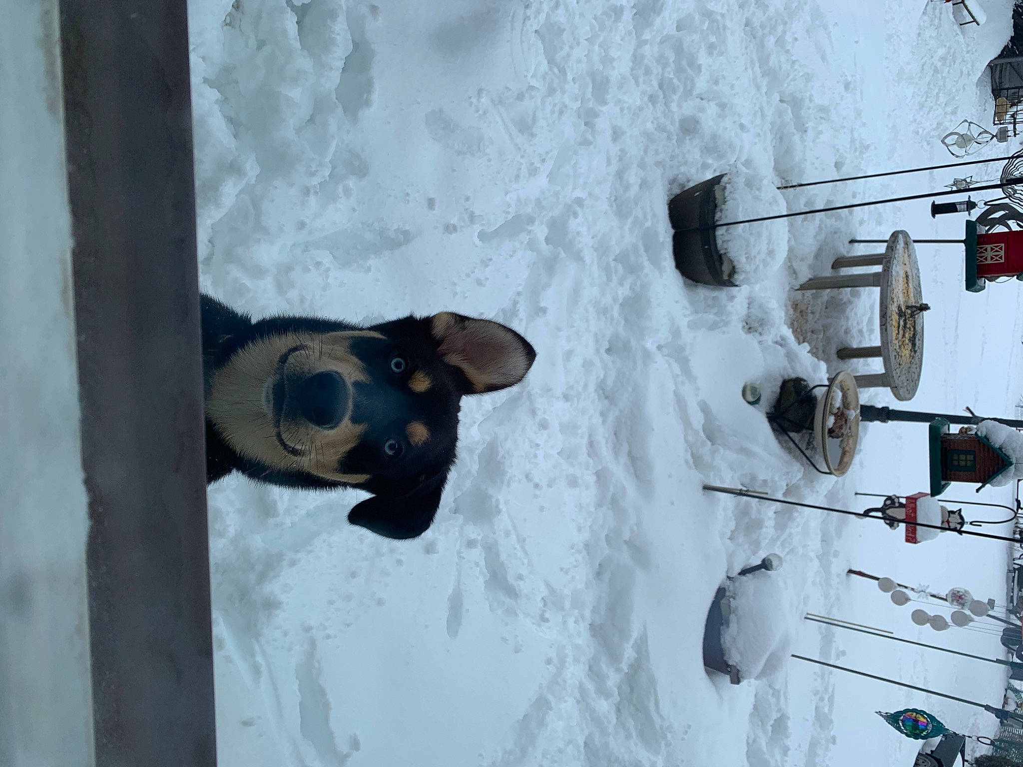 Taco joined the competition — help win amazing prizes! art, snout, wall