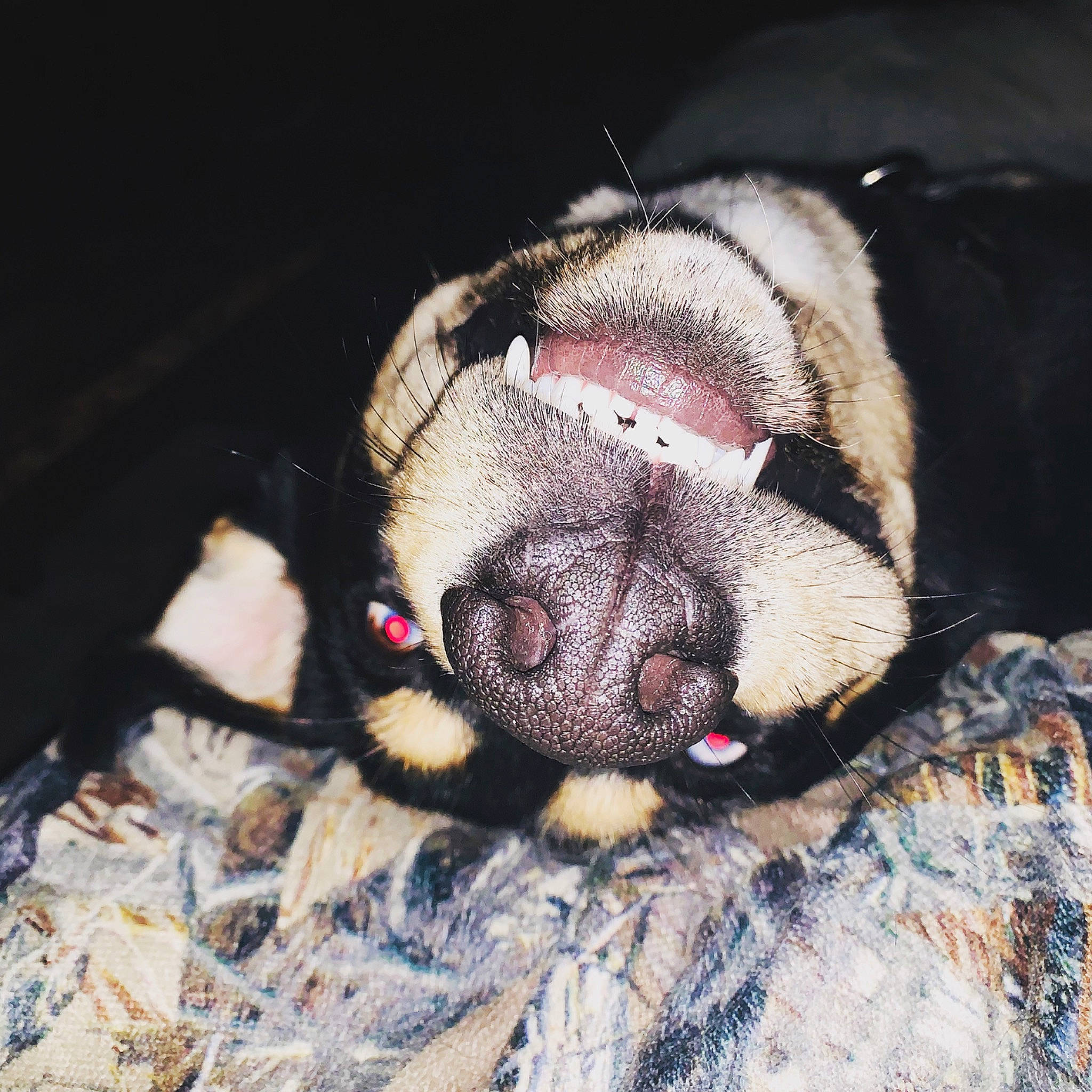 Taco is registered to the contest to win money with this photo: american_bulldog, boston_terrier, canidae, carnivore, dog, dog_breed, ear, fawn, mammal, nap, non_sporting_group, nose, olde_english_bulldogge, puppy, puppy_love, sleep, snout, sporting_group, toy_bulldog, valley_bulldog